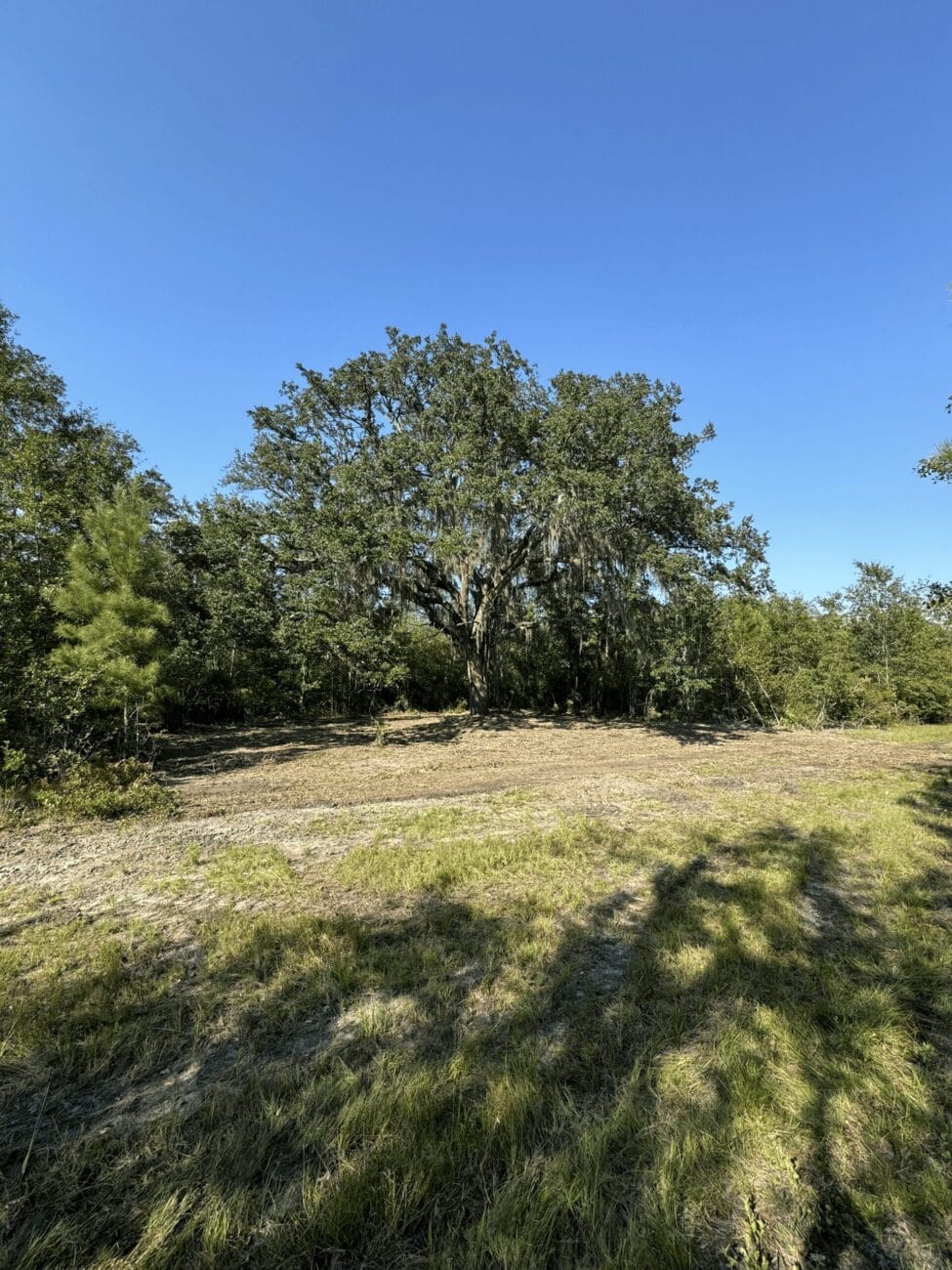 A large tree with dangling moss stands in the center of a grassy field, surrounded by smaller trees, under a clear blue sky.