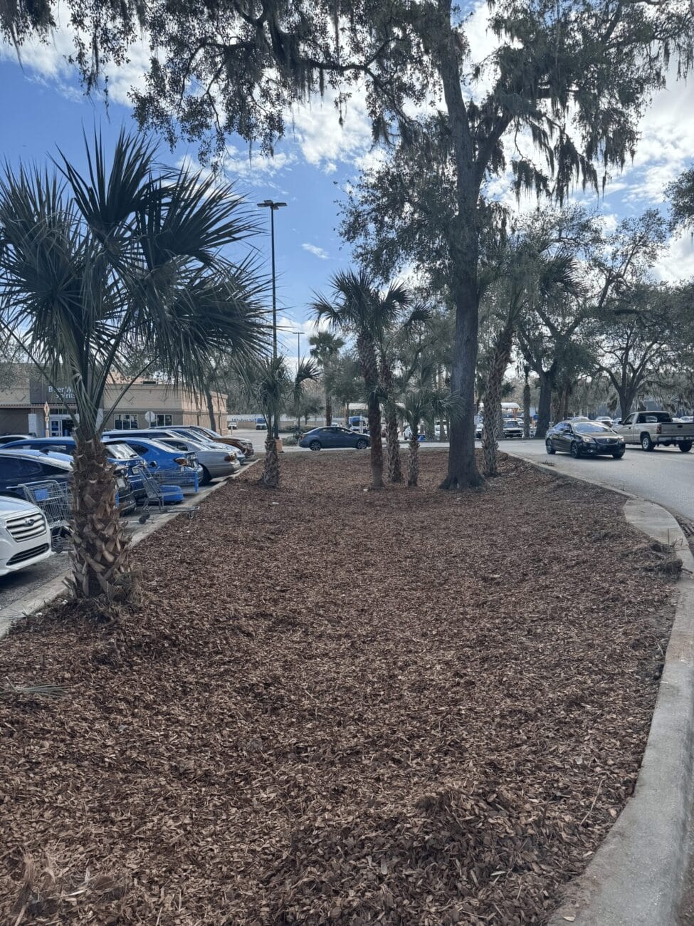 A mulched area with palm trees is surrounded by parked cars and large trees under a partly cloudy sky.