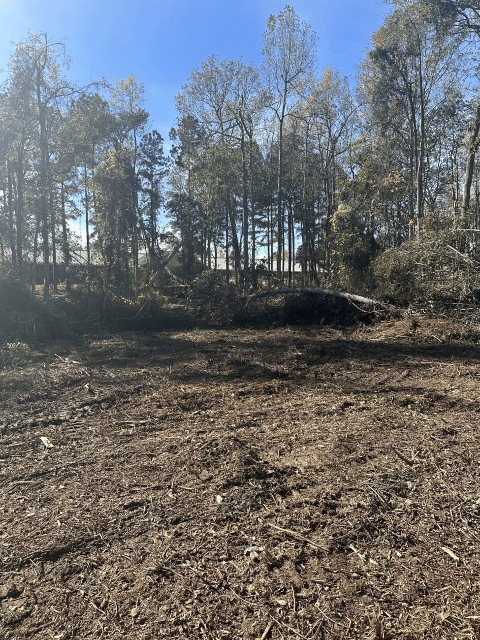 Cleared forest area with fallen trees and stumps, surrounded by standing trees under a clear blue sky.
