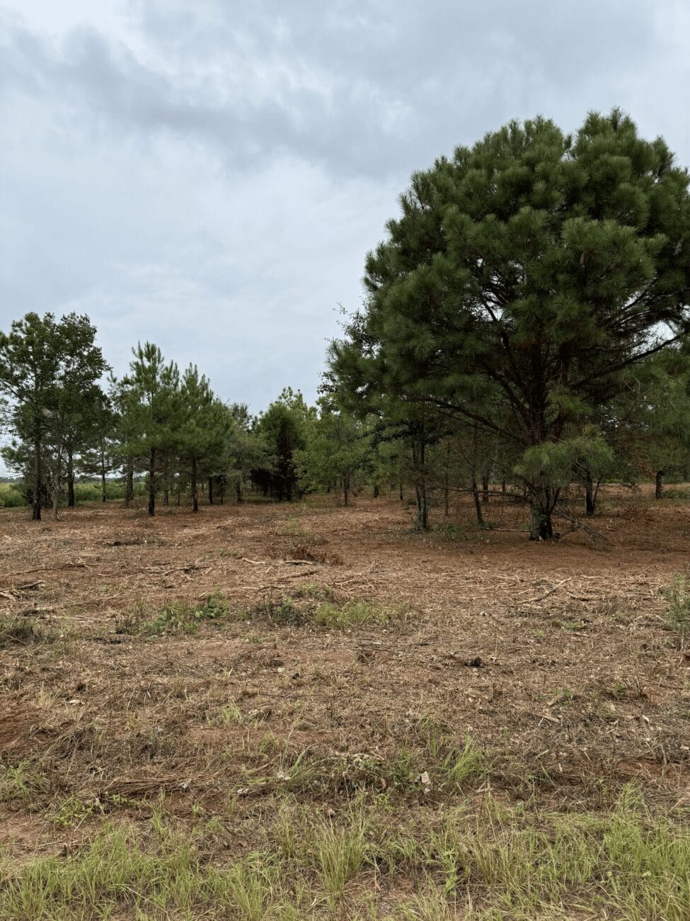 Sparse forest with scattered green pine trees on a cloudy day. The ground is covered in brown dirt and sparse grass.
