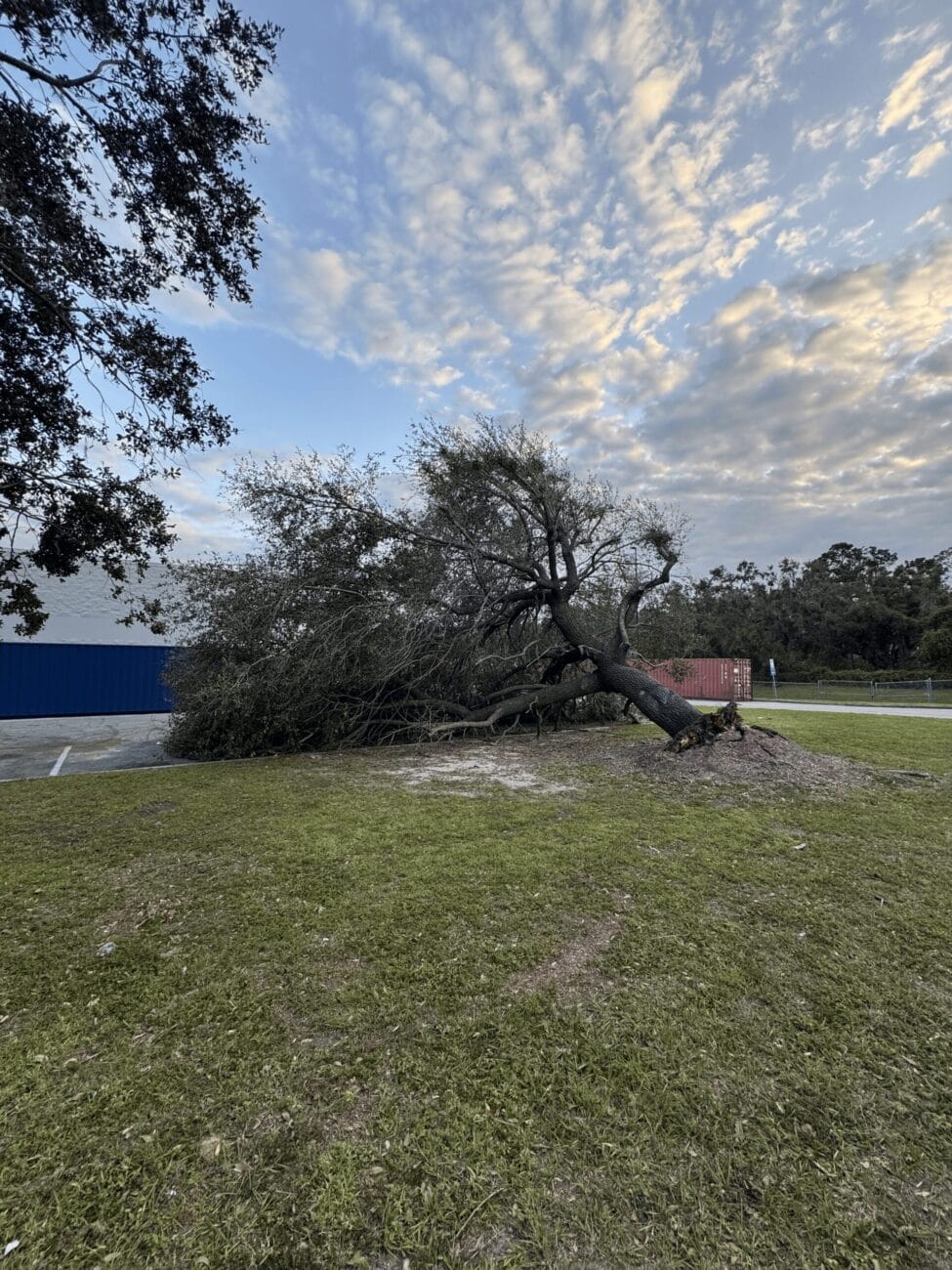 A large tree has fallen onto the grass near a building and a red shipping container, under a partly cloudy sky.