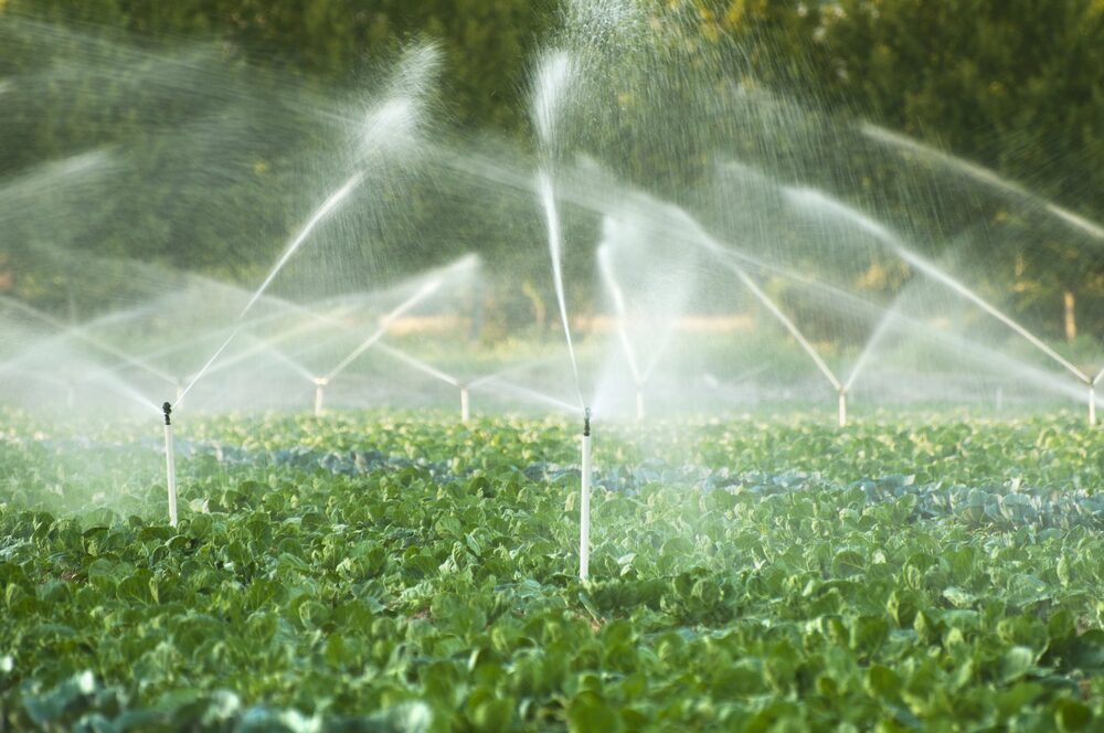 A recently installed irrigation system waters the crop field, with sprinklers elegantly spraying across lush green plants. In the background, a row of trees completes this harmonious agricultural setting.